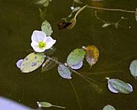 Luronium Natans Floating Water Plantain